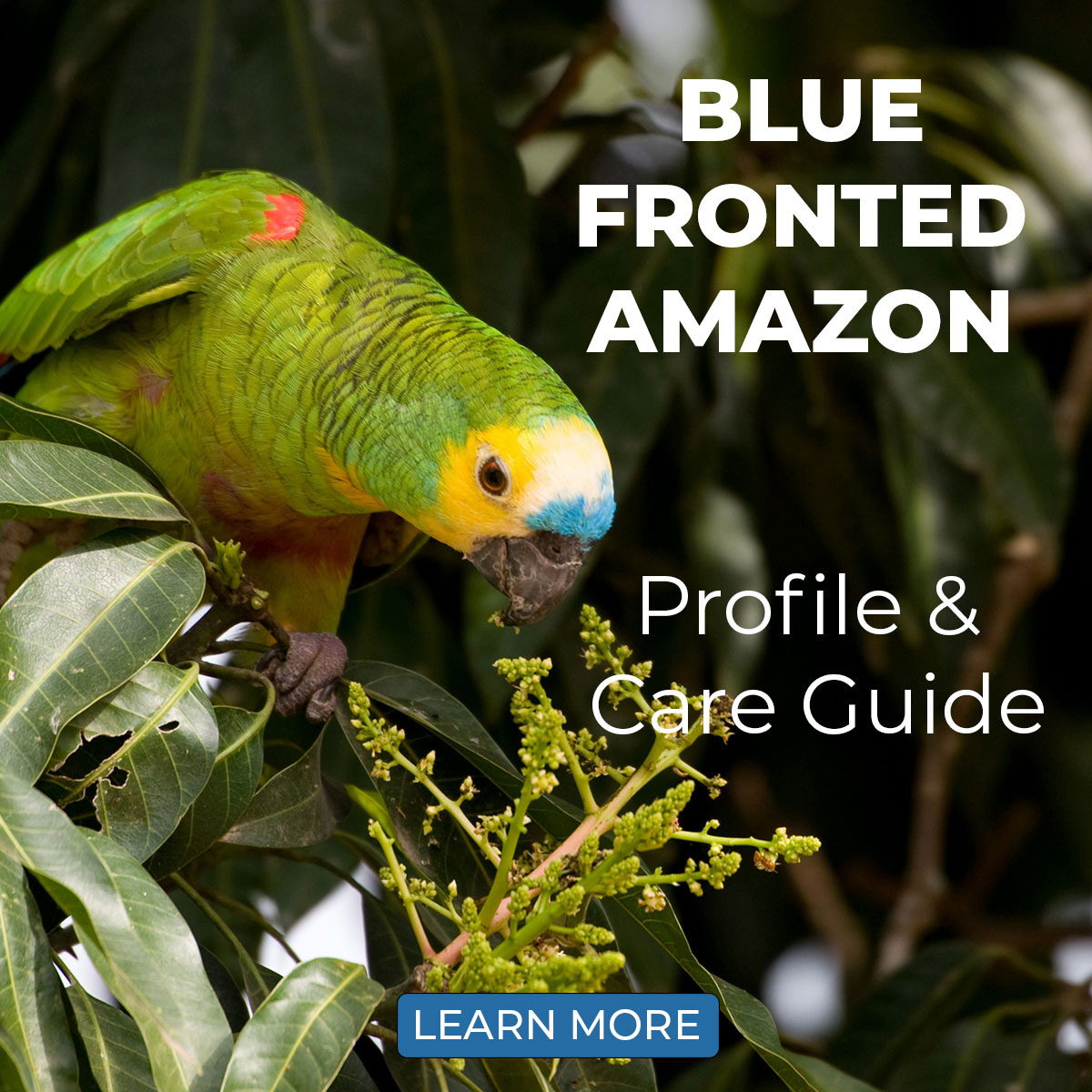 Blue-Fronted Amazon Parrot Profile and Care Guide