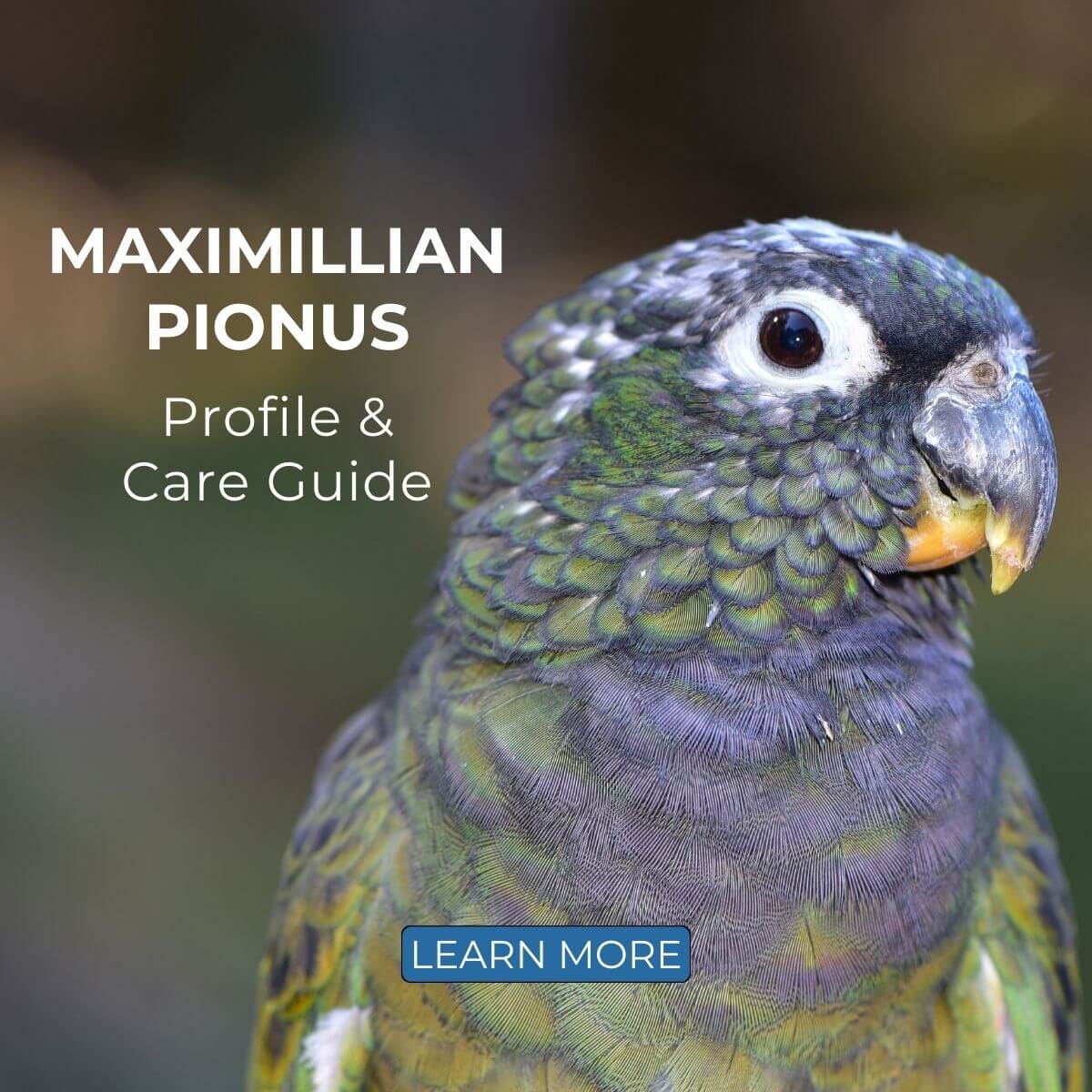 Maximillian Pionus  Profile & Care Guide